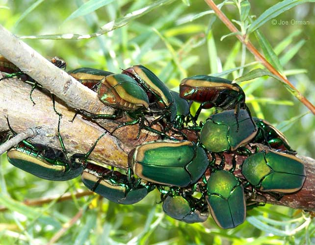 [wildlife_beetles1.jpg]