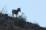 wildlife_bighorn1_s.jpg