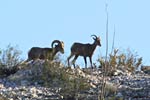 wildlife_bighorn2_s.jpg