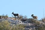 wildlife_bighorn3_s.jpg
