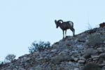 wildlife_bighorn4_s.jpg