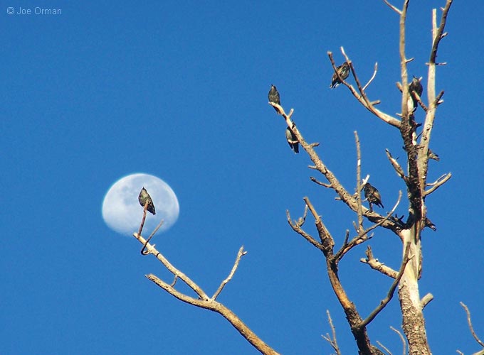 [wildlife_birds1.jpg]