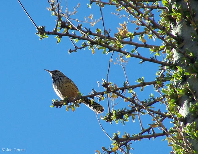 [wildlife_cactuswren1a.jpg]