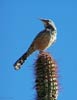 wildlife_cactuswren1b_s.jpg