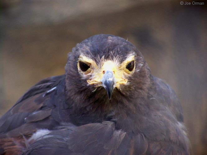 [wildlife_hawk1.jpg]