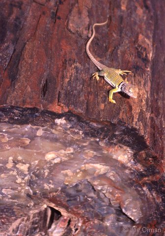 [wildlife_lizard1.jpg]