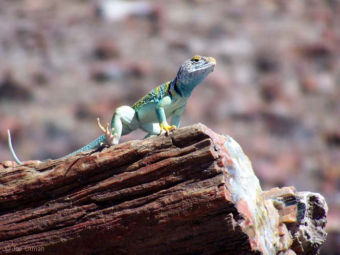 [wildlife_lizard2.jpg]