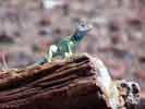 wildlife_lizard2_s.jpg