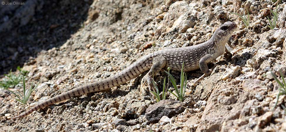 [wildlife_lizard4a.jpg]