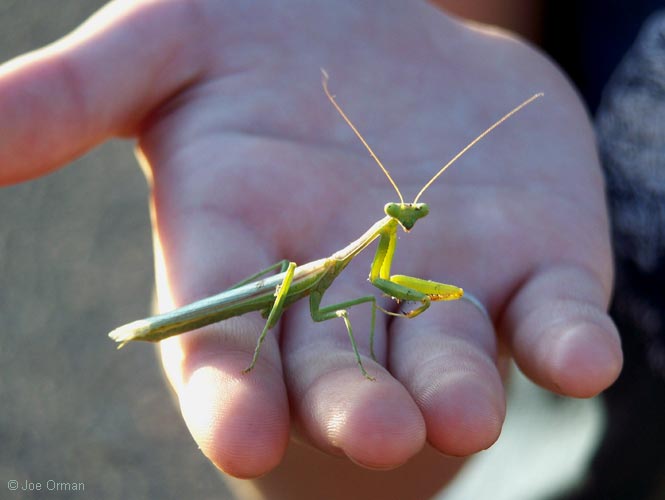 [wildlife_mantis1.jpg]