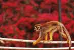 wildlife_monkey1_s.jpg