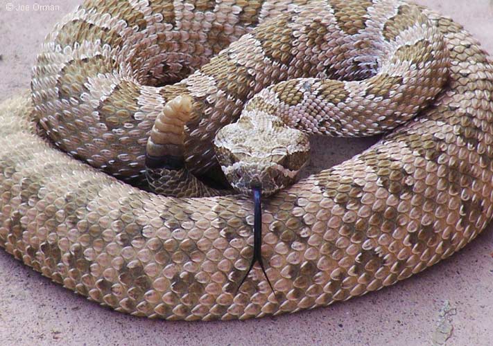 [wildlife_rattlesnake1.jpg]