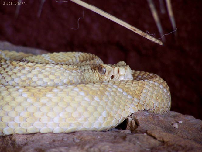 [wildlife_rattlesnake2.jpg]
