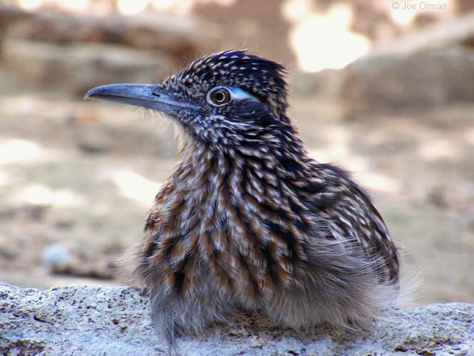 [wildlife_roadrunner1.jpg]