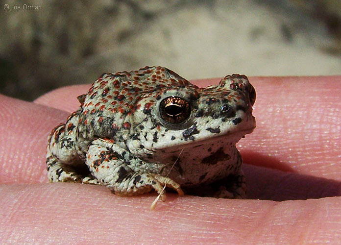[wildlife_toad1.jpg]