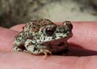 wildlife_toad1_s.jpg