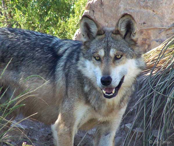 [wildlife_wolf1.jpg]